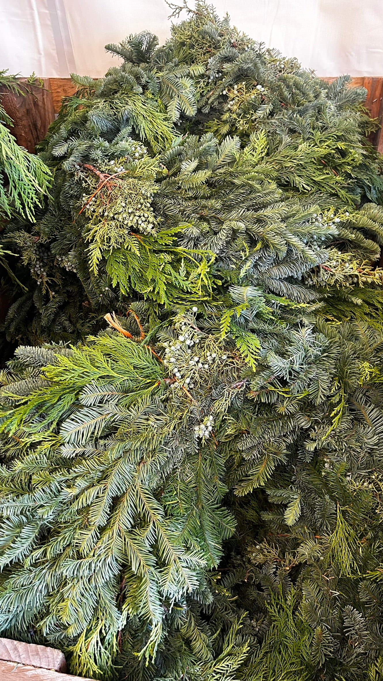 Roping, West Coast 'Deluxe' Mix, 25' Coil Each