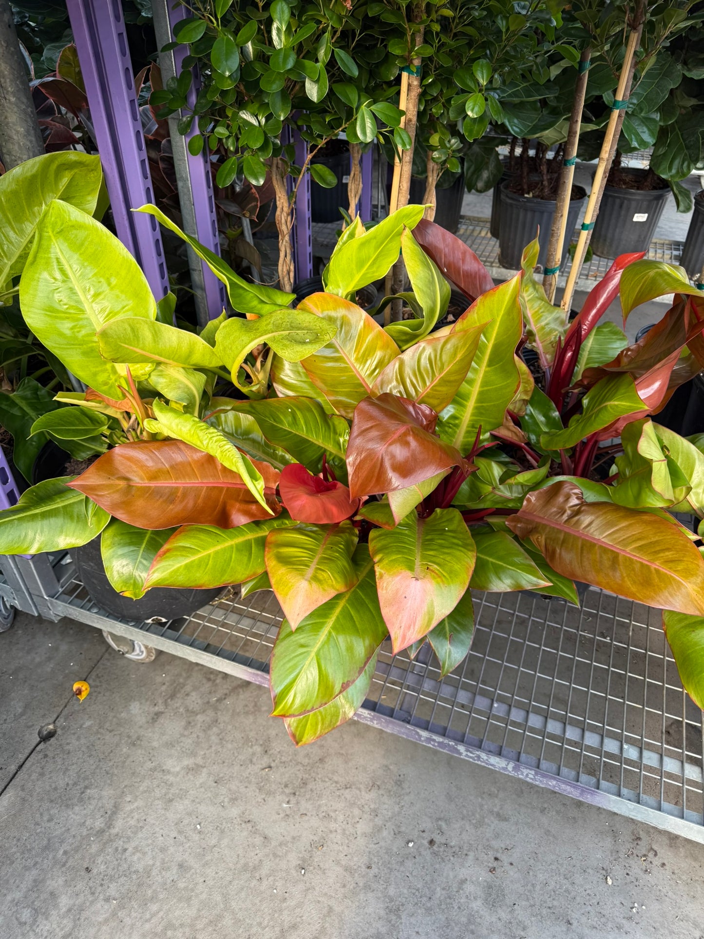 Philodendron Large Plant Bundle