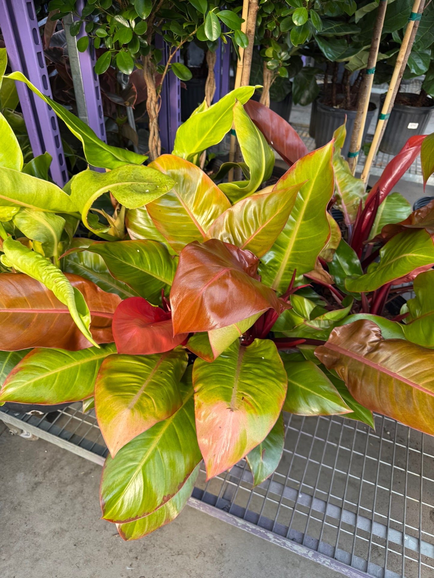 Philodendron Large Plant Bundle