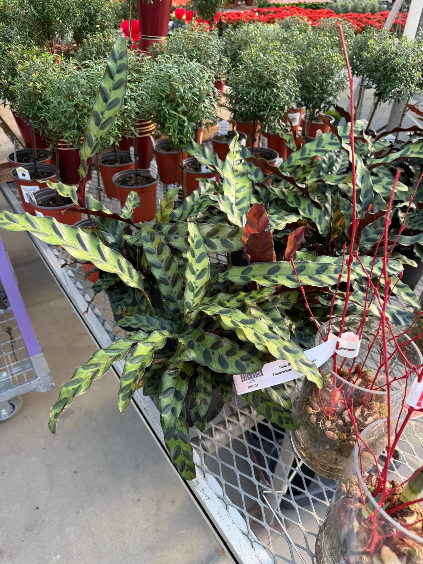 RedCrocus Rattlesnake Prayer Plant Calathea lancifolia, Indoor Foliage Plant for Shaded Areas, Pet-Toxic, Lush Greenery, Easy Care Decor 6" Pot