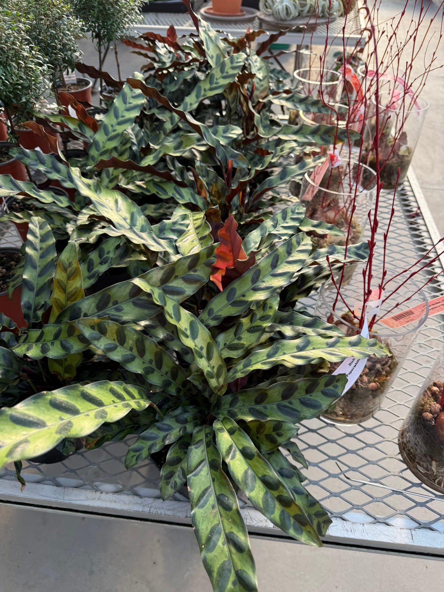 Calathea Small Pack Bundle
