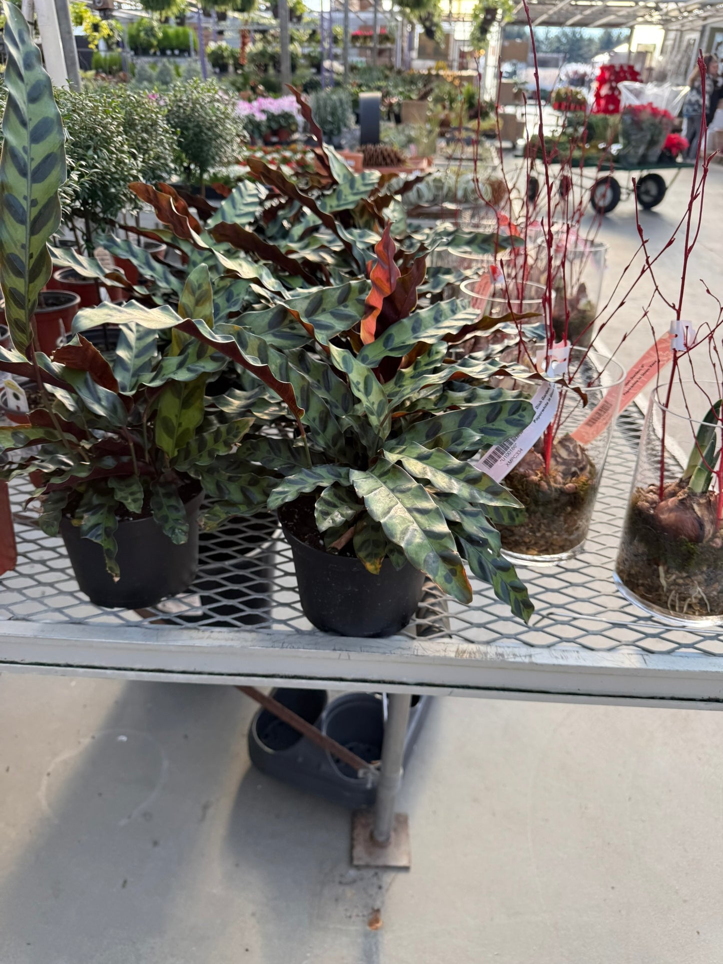 Calathea Small Pack Bundle