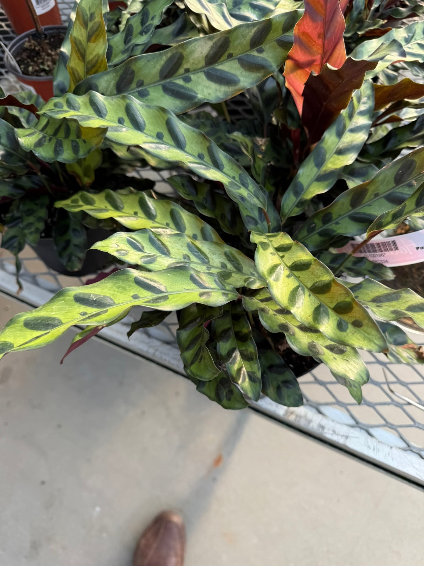 RedCrocus Rattlesnake Prayer Plant Calathea lancifolia, Indoor Foliage Plant for Shaded Areas, Pet-Toxic, Lush Greenery, Easy Care Decor 6" Pot