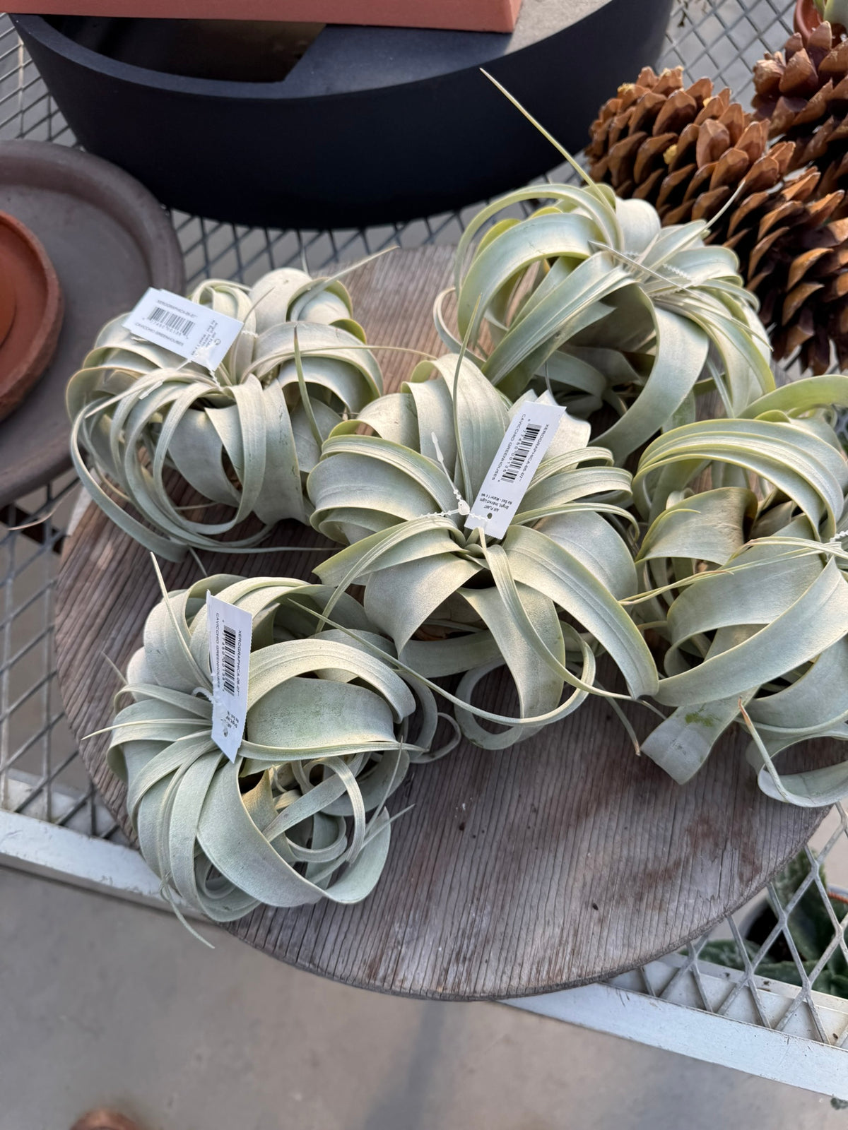 RedCrocus Large Bare Root Tillandsia Bromeliad Air Plant- Assorted Epiphyte for Indoor & Display Gardens Bare Root
