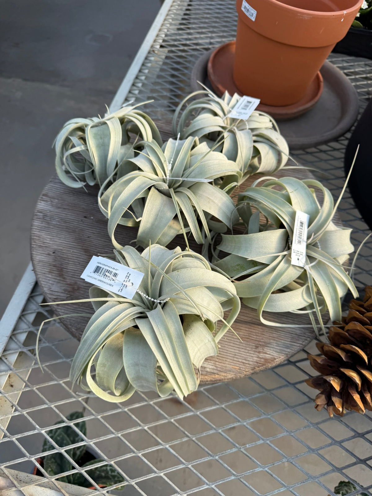 RedCrocus Large Bare Root Tillandsia Bromeliad Air Plant- Assorted Epiphyte for Indoor & Display Gardens Bare Root