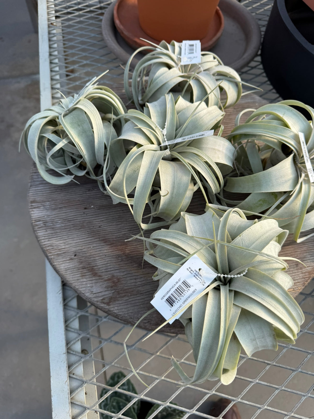 RedCrocus Large Bare Root Tillandsia Bromeliad Air Plant- Assorted Epiphyte for Indoor & Display Gardens Bare Root