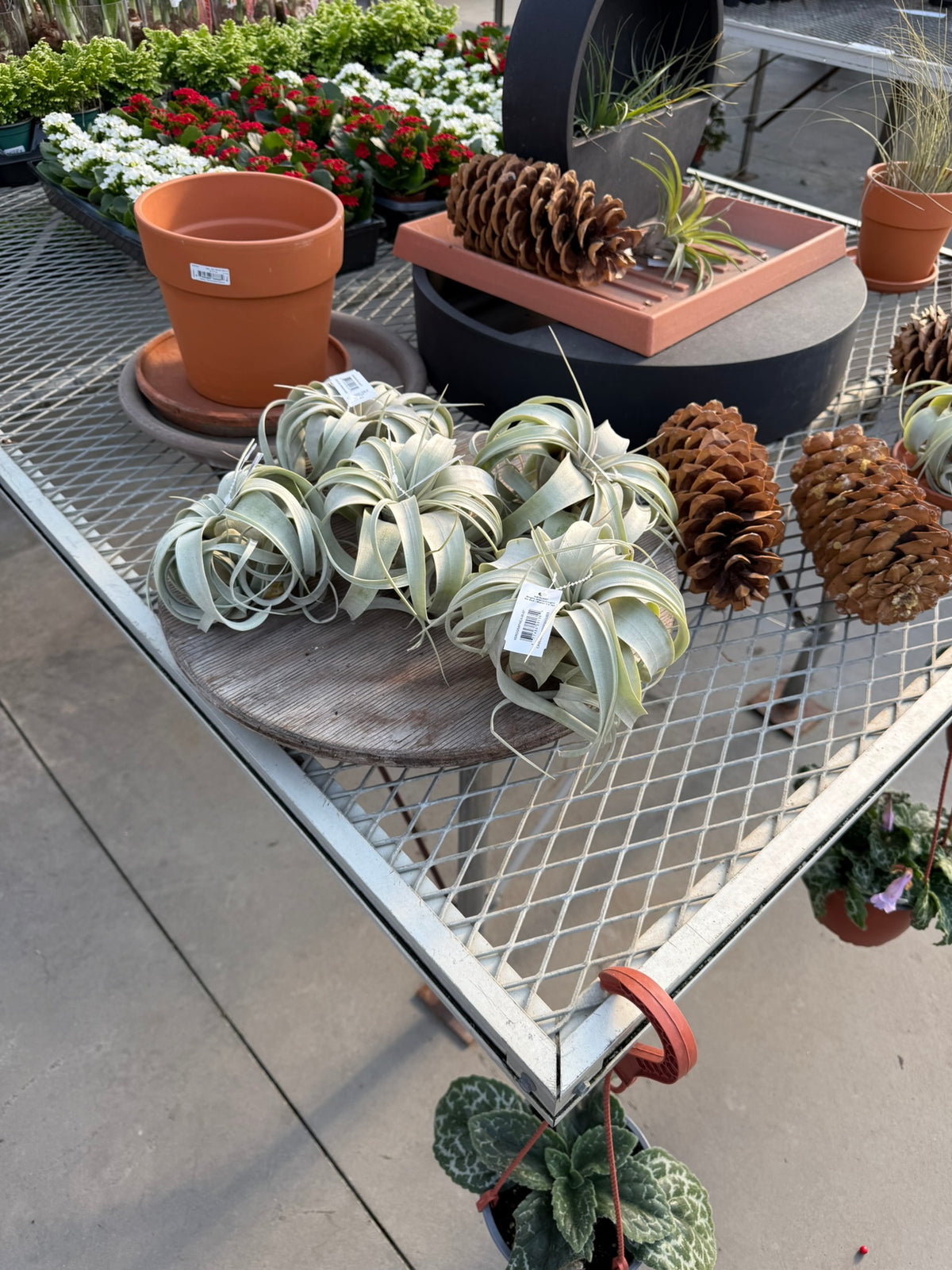 RedCrocus Large Bare Root Tillandsia Bromeliad Air Plant- Assorted Epiphyte for Indoor & Display Gardens Bare Root