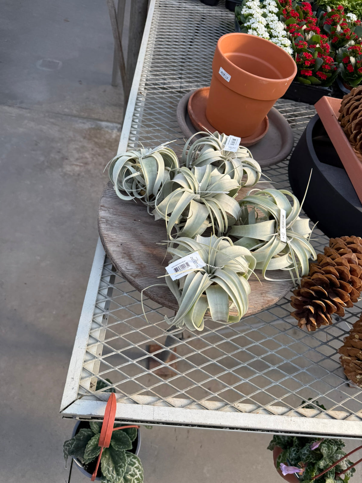 RedCrocus Large Bare Root Tillandsia Bromeliad Air Plant- Assorted Epiphyte for Indoor & Display Gardens Bare Root