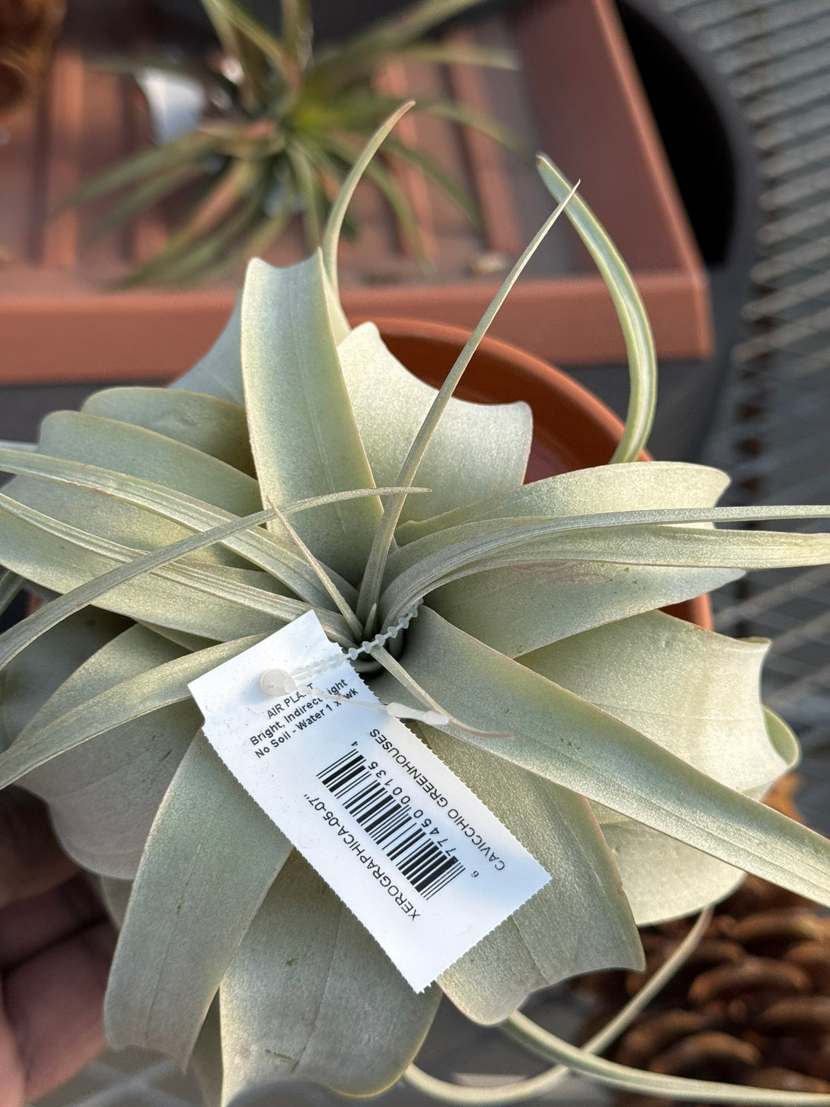 RedCrocus Large Bare Root Tillandsia Bromeliad Air Plant- Assorted Epiphyte for Indoor & Display Gardens Bare Root