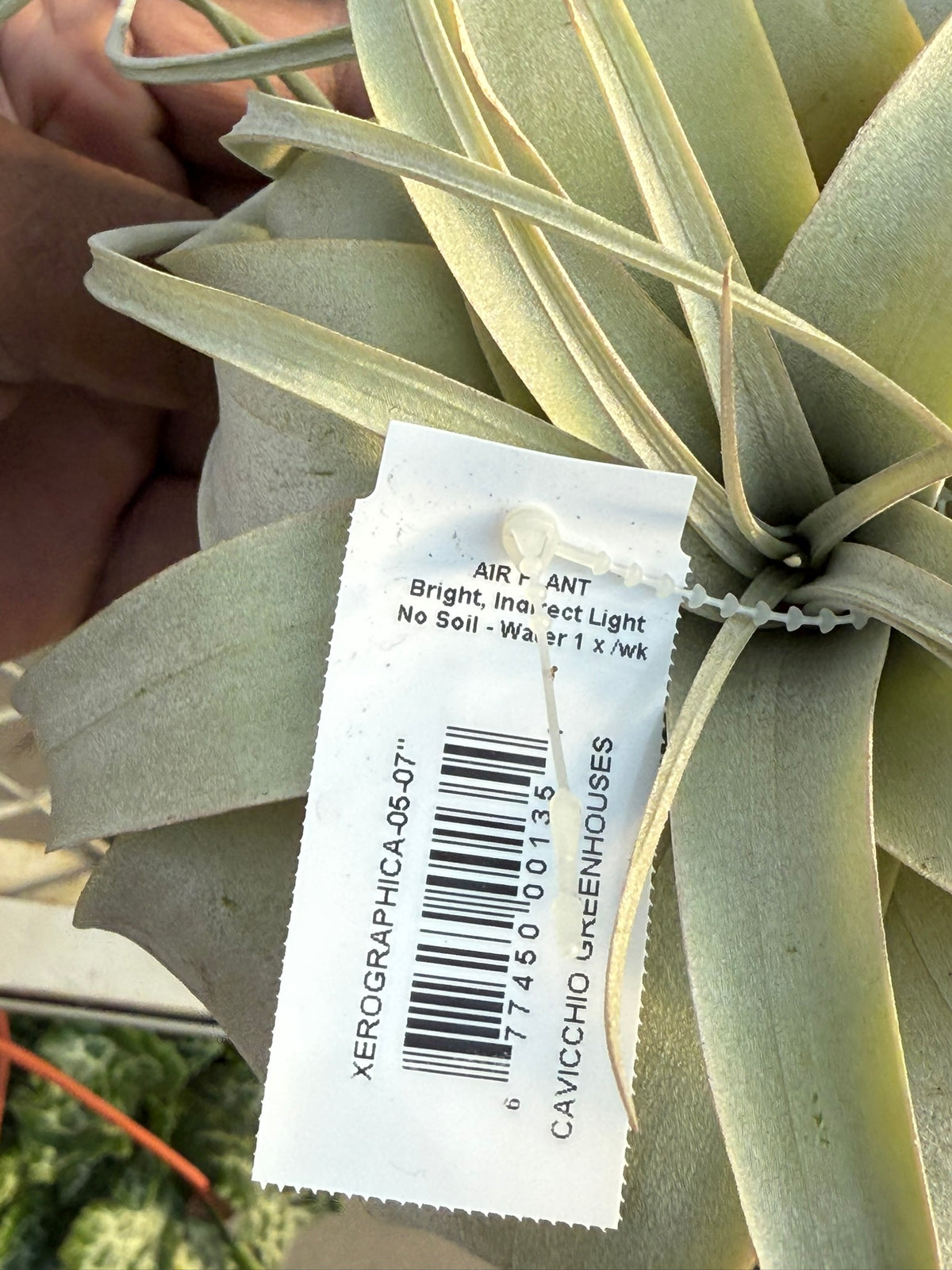 RedCrocus Large Bare Root Tillandsia Bromeliad Air Plant- Assorted Epiphyte for Indoor & Display Gardens Bare Root