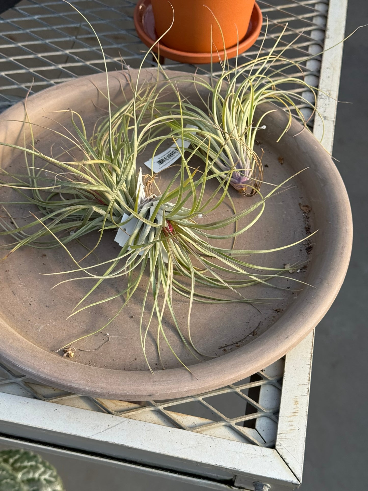 RedCrocus Air Plant Tillandsia Bromeliad- Small, Bare Root, Assorted Indoor Plant, Unique Decor for Terrariums & Mounting Bare Root (Pack of 2)