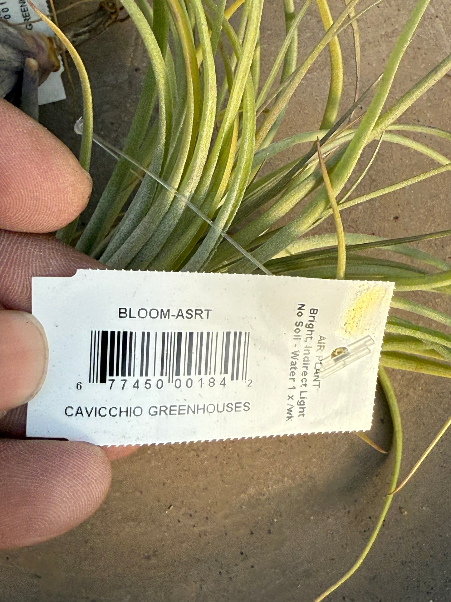 RedCrocus Air Plant Tillandsia Bromeliad- Small, Bare Root, Assorted Indoor Plant, Unique Decor for Terrariums & Mounting Bare Root (Pack of 2)