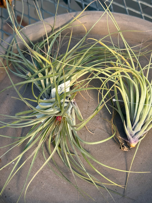 RedCrocus Air Plant Tillandsia Bromeliad- Small, Bare Root, Assorted Indoor Plant, Unique Decor for Terrariums & Mounting Bare Root (Pack of 2)