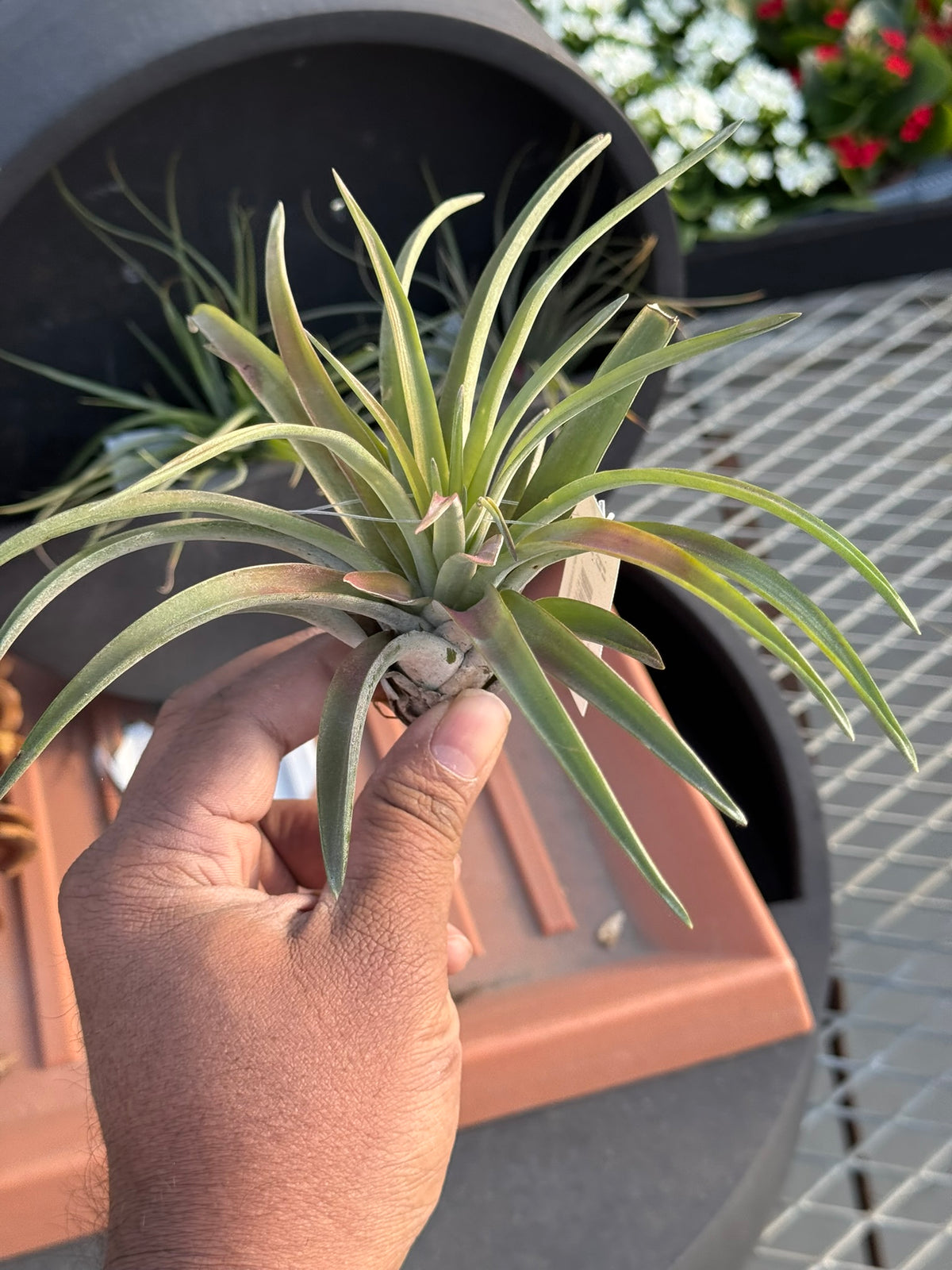 RedCrocus Large Bare Root Tillandsia Bromeliad Air Plant- Assorted Epiphyte for Indoor & Display Gardens Bare Root