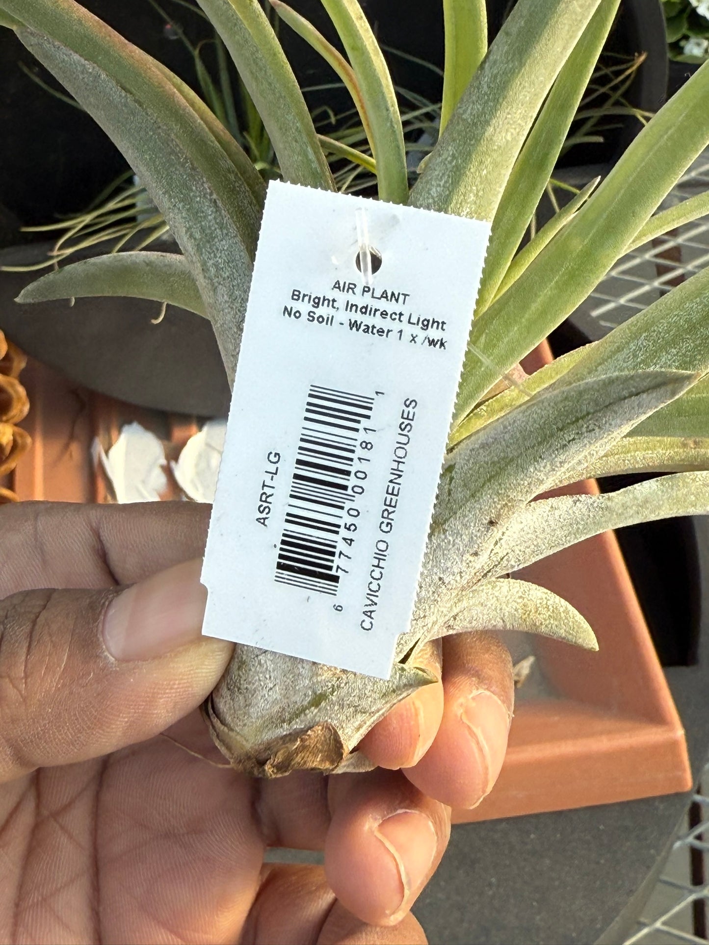 RedCrocus Air Plant Tillandsia Bromeliad- Small, Bare Root, Assorted Indoor Plant, Unique Decor for Terrariums & Mounting Bare Root (Pack of 2)
