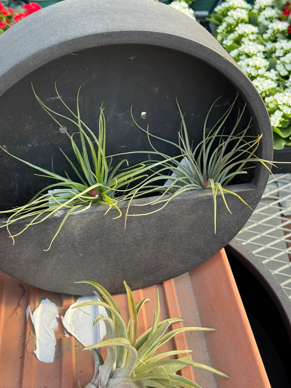 RedCrocus Large Bare Root Tillandsia Bromeliad Air Plant- Assorted Epiphyte for Indoor & Display Gardens Bare Root