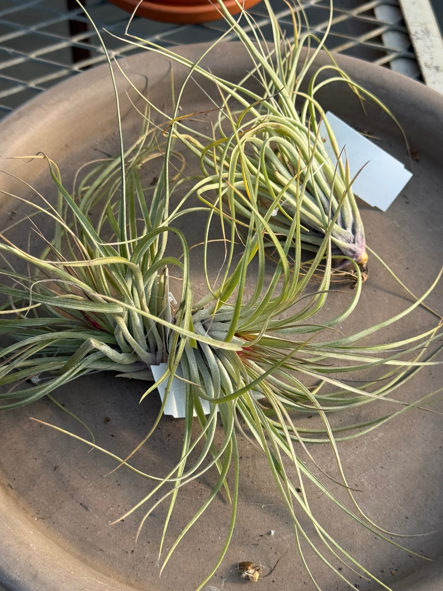 RedCrocus Air Plant Tillandsia Bromeliad- Small, Bare Root, Assorted Indoor Plant, Unique Decor for Terrariums & Mounting Bare Root (Pack of 2)