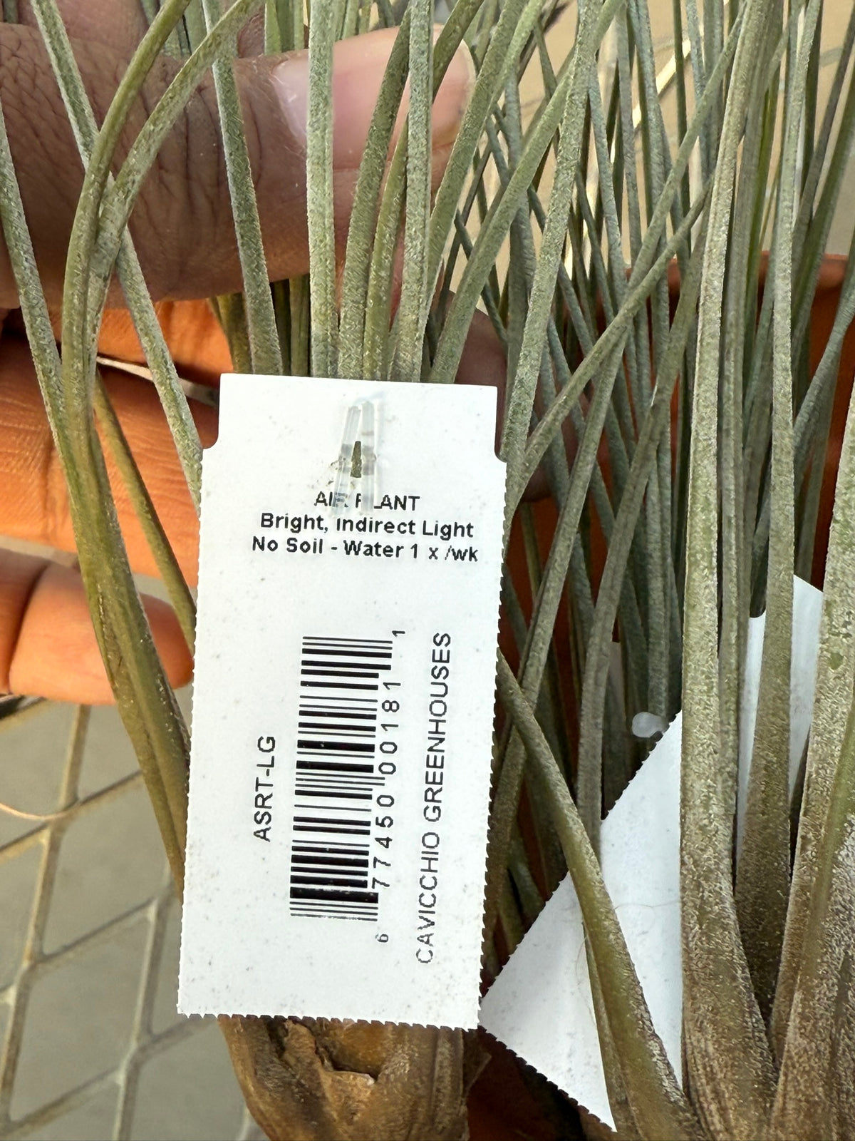 RedCrocus Large Bare Root Tillandsia Bromeliad Air Plant- Assorted Epiphyte for Indoor & Display Gardens Bare Root