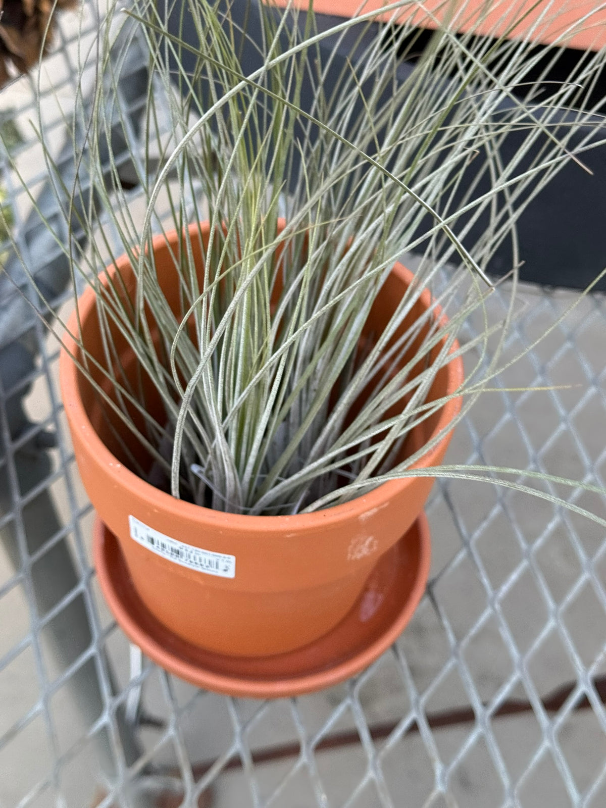 RedCrocus Large Bare Root Tillandsia Bromeliad Air Plant- Assorted Epiphyte for Indoor & Display Gardens Bare Root
