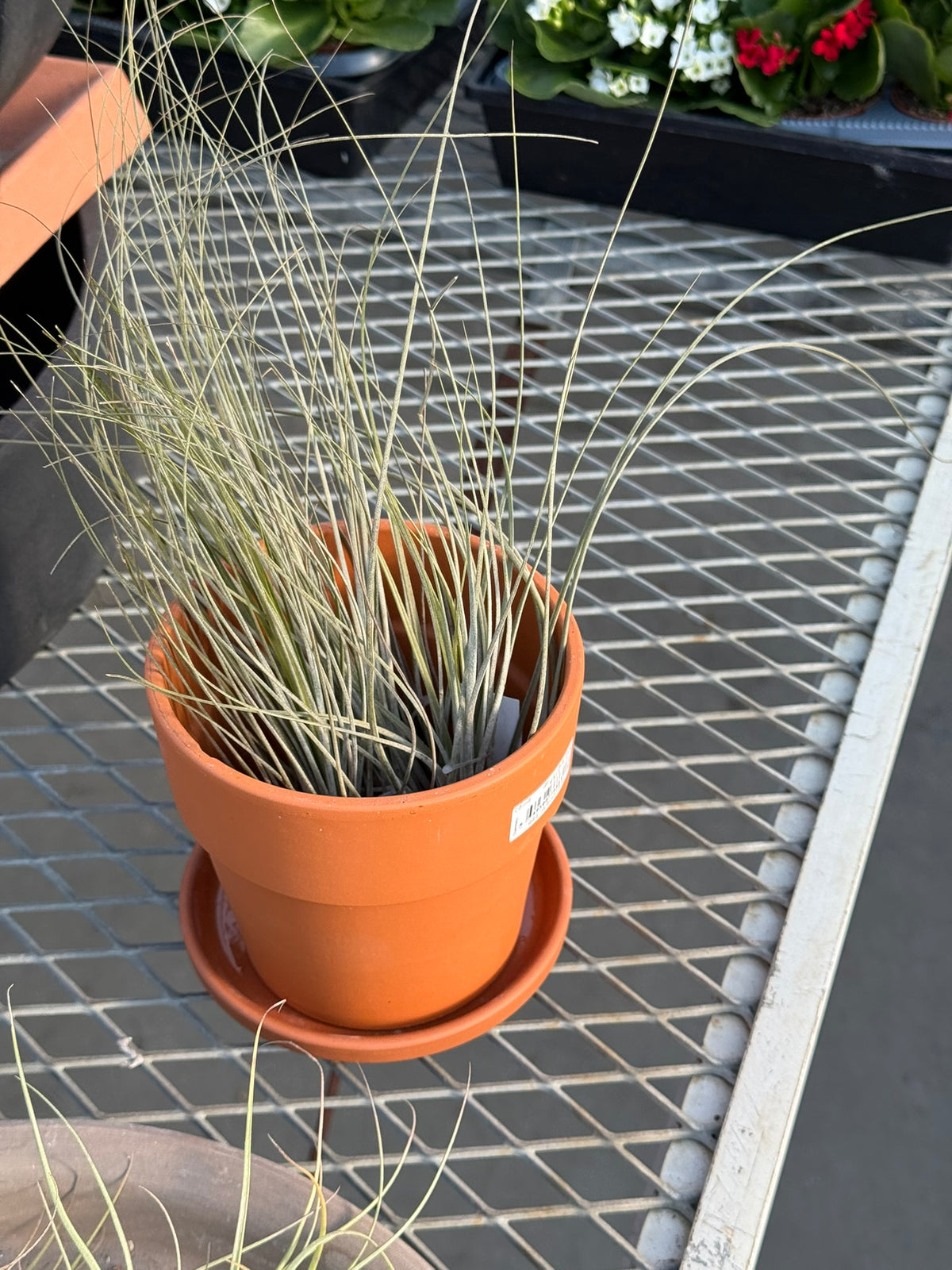 RedCrocus Large Bare Root Tillandsia Bromeliad Air Plant- Assorted Epiphyte for Indoor & Display Gardens Bare Root
