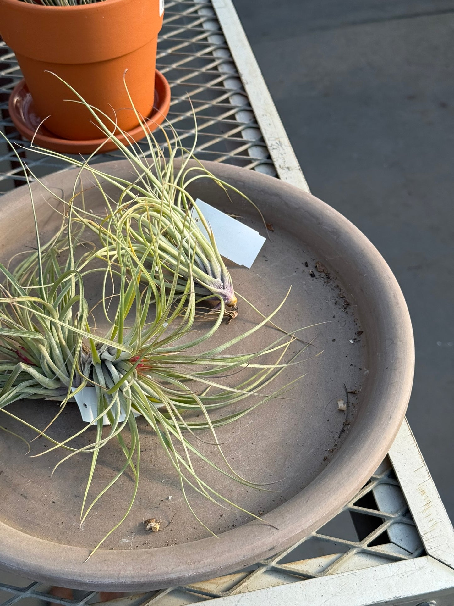 RedCrocus Air Plant Tillandsia Bromeliad- Small, Bare Root, Assorted Indoor Plant, Unique Decor for Terrariums & Mounting Bare Root (Pack of 2)