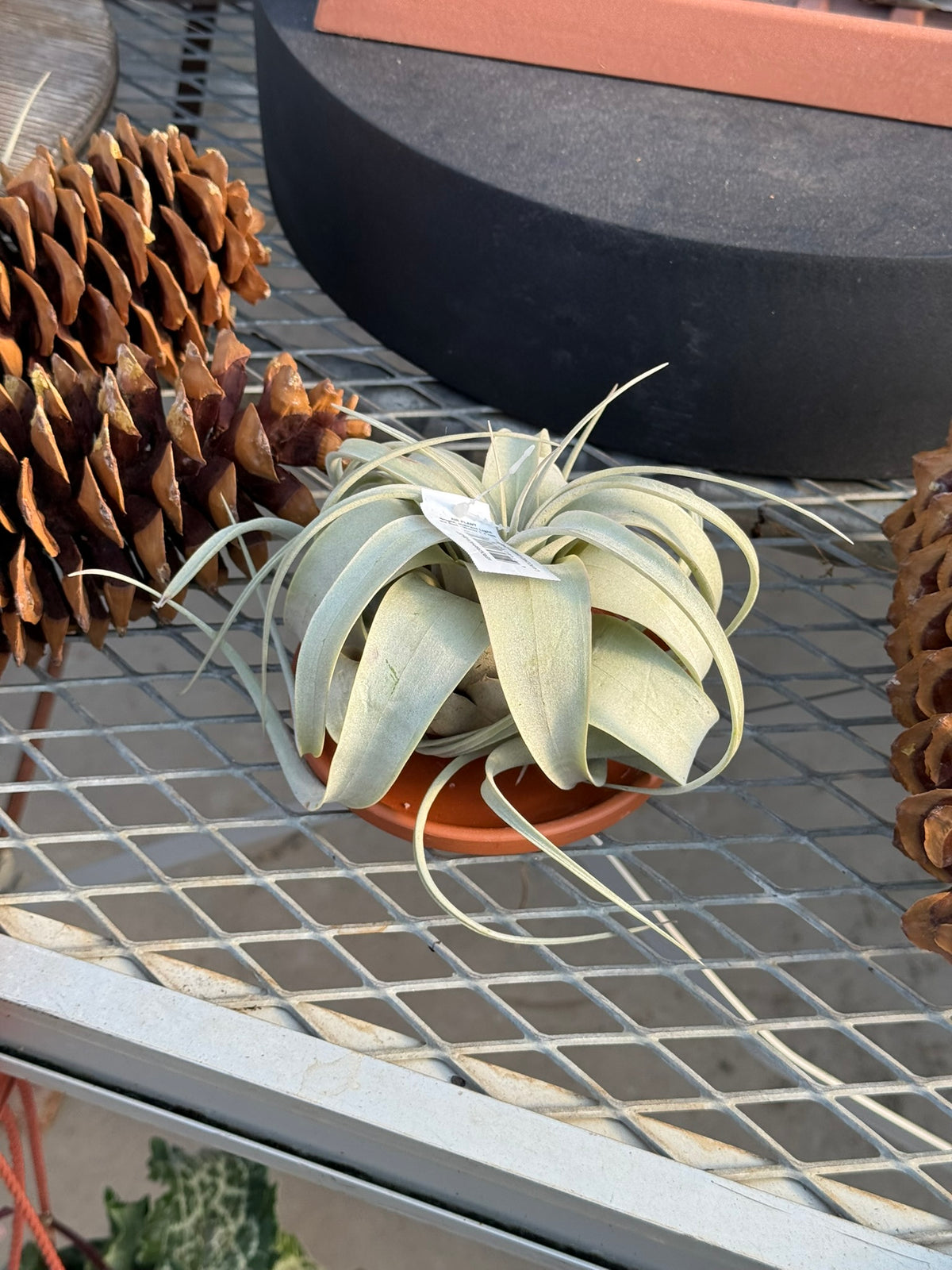 RedCrocus Large Bare Root Tillandsia Bromeliad Air Plant- Assorted Epiphyte for Indoor & Display Gardens Bare Root