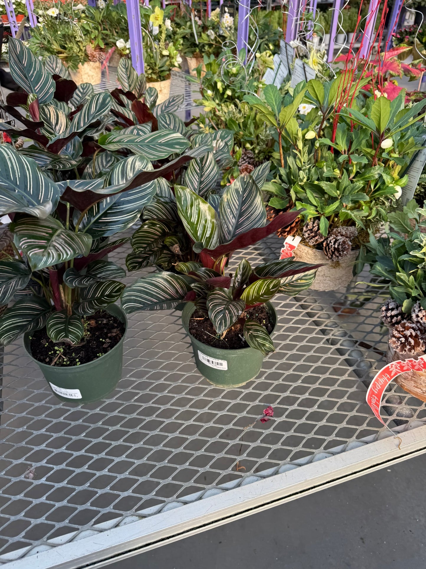 Calathea Small Pack Bundle