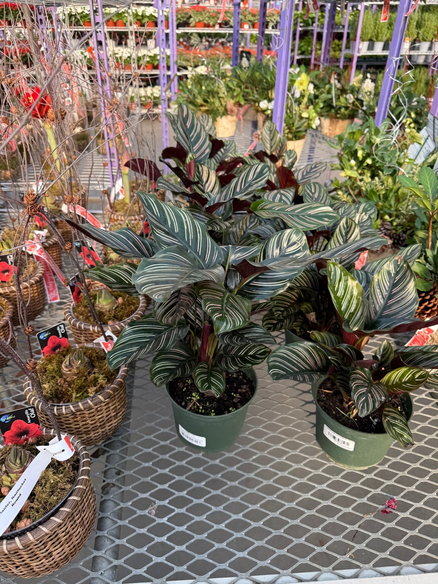 RedCrocus Pinstripe Prayer Plant Calathea ornata- Vibrant Foliage for Indoors & Shade Gardens, Pet & Deer Resistant, Container Friendly, Moist Well-Drained Soil, High Humidity, Easy Care 6" Pot