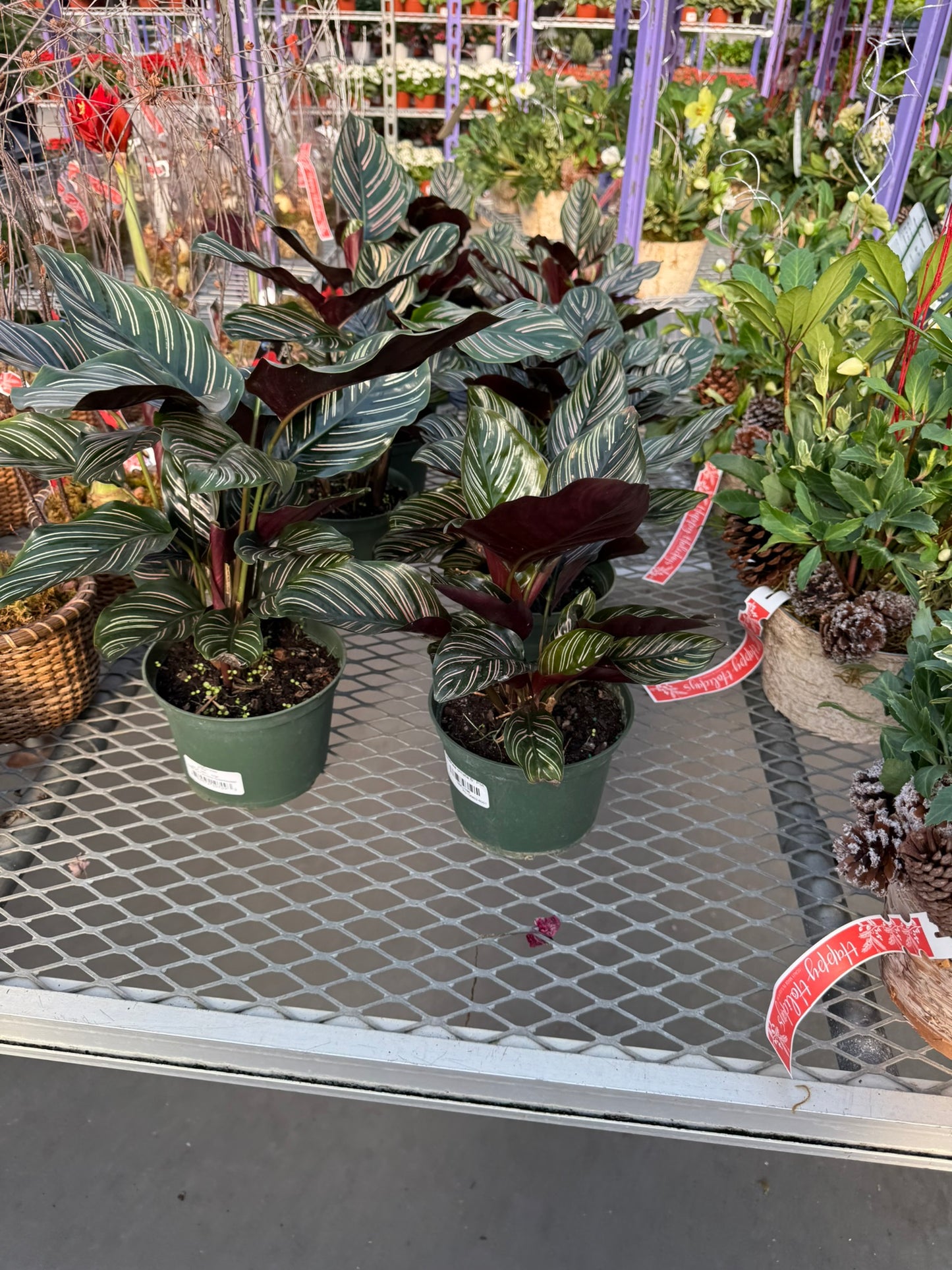 RedCrocus Pinstripe Prayer Plant Calathea ornata- Vibrant Foliage for Indoors & Shade Gardens, Pet & Deer Resistant, Container Friendly, Moist Well-Drained Soil, High Humidity, Easy Care 6" Pot