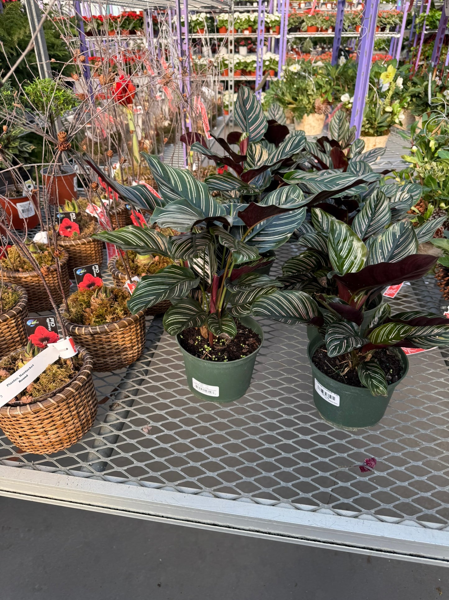 Calathea Small Pack Bundle