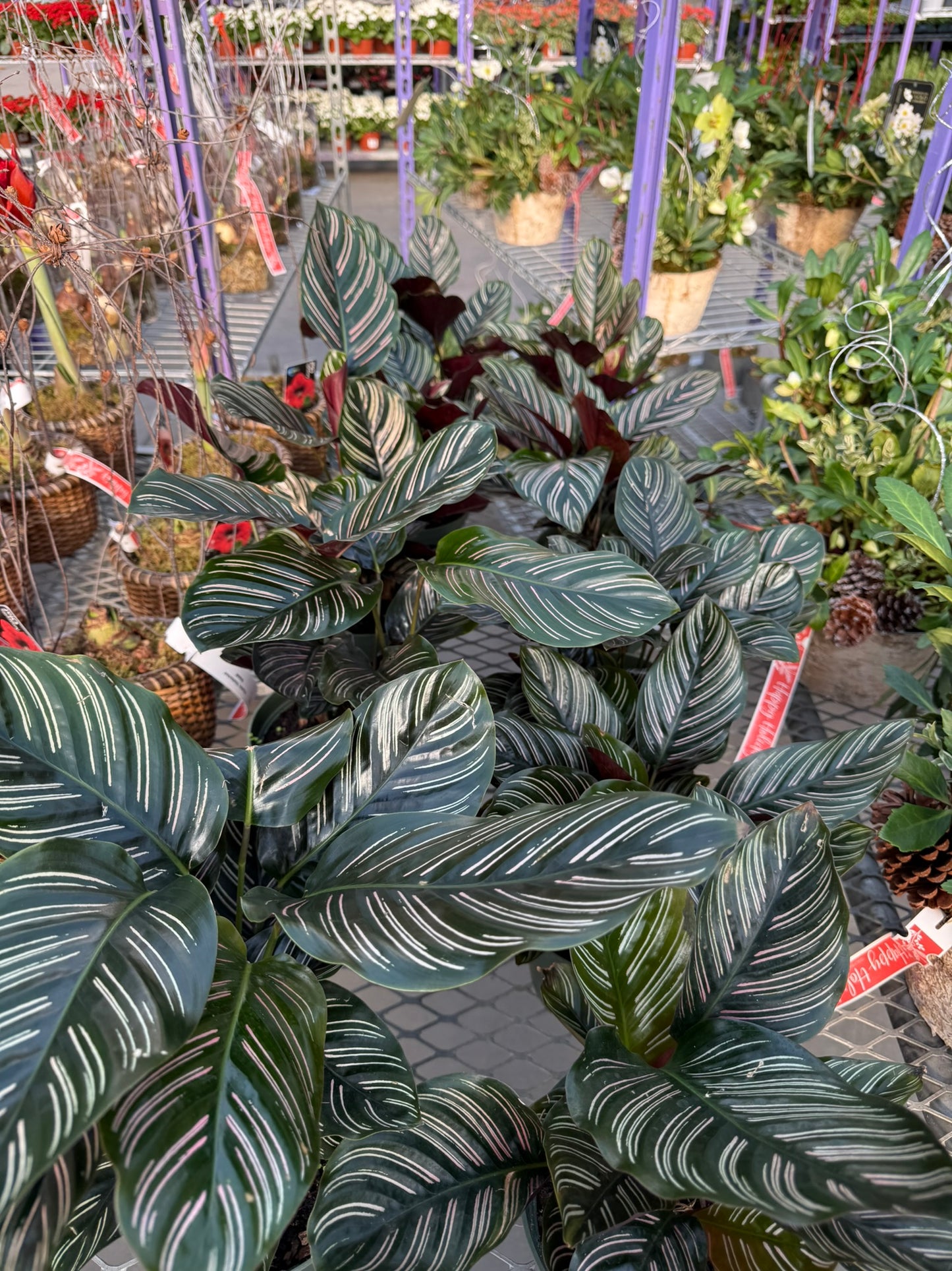 RedCrocus Pinstripe Prayer Plant Calathea ornata- Vibrant Foliage for Indoors & Shade Gardens, Pet & Deer Resistant, Container Friendly, Moist Well-Drained Soil, High Humidity, Easy Care 6" Pot