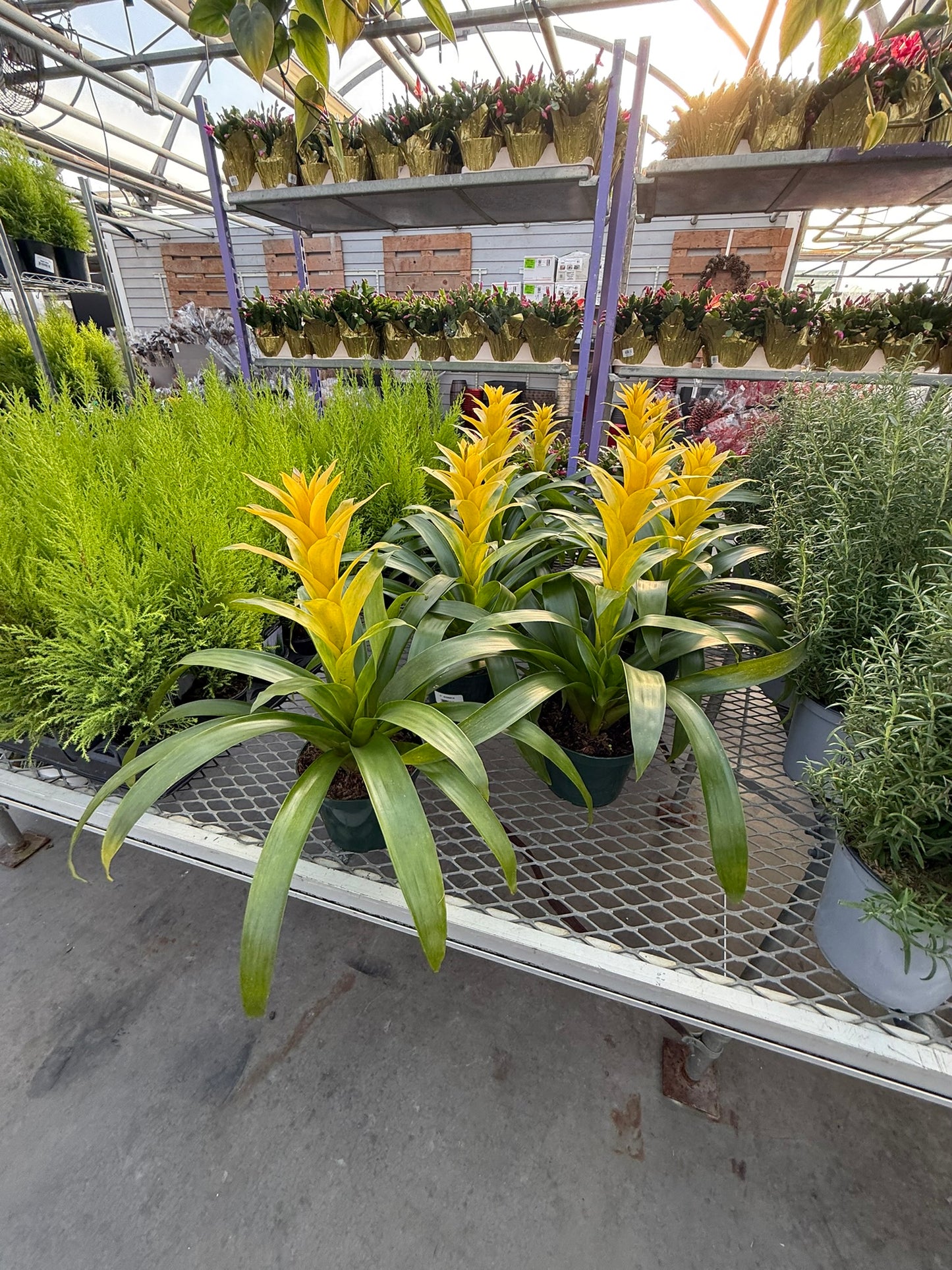 RedCrocus Bromeliad Vriesea Assorted Indoor Plant, Vibrant Foliage, Attracts Pollinators, Pet-Friendly, Easy Care for Decor & Garden 6" Pot