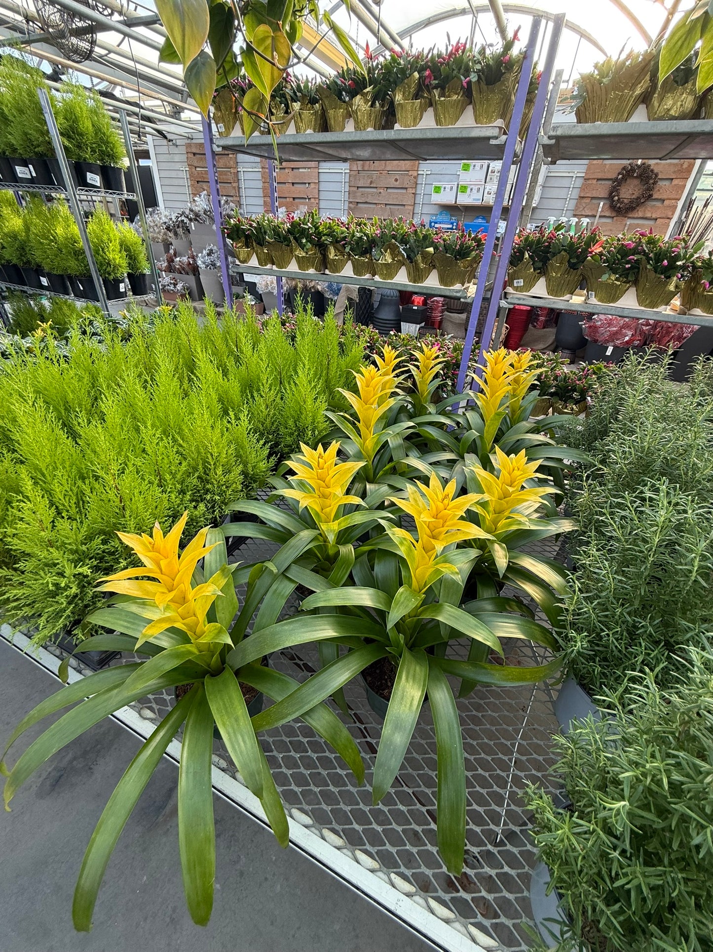 RedCrocus Bromeliad Vriesea Assorted Indoor Plant, Vibrant Foliage, Attracts Pollinators, Pet-Friendly, Easy Care for Decor & Garden 6" Pot