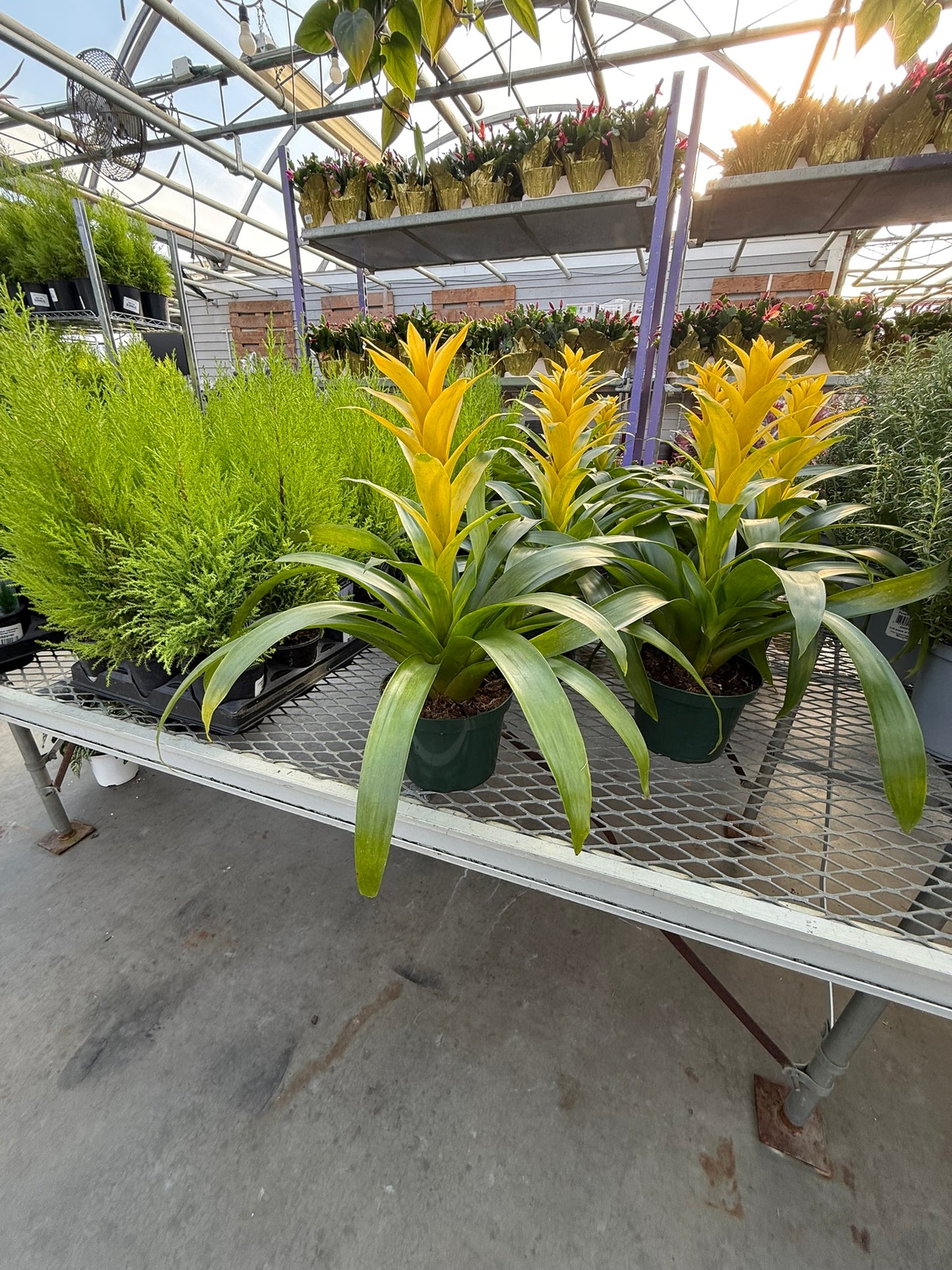 RedCrocus Bromeliad Vriesea Assorted Indoor Plant, Vibrant Foliage, Attracts Pollinators, Pet-Friendly, Easy Care for Decor & Garden 6" Pot