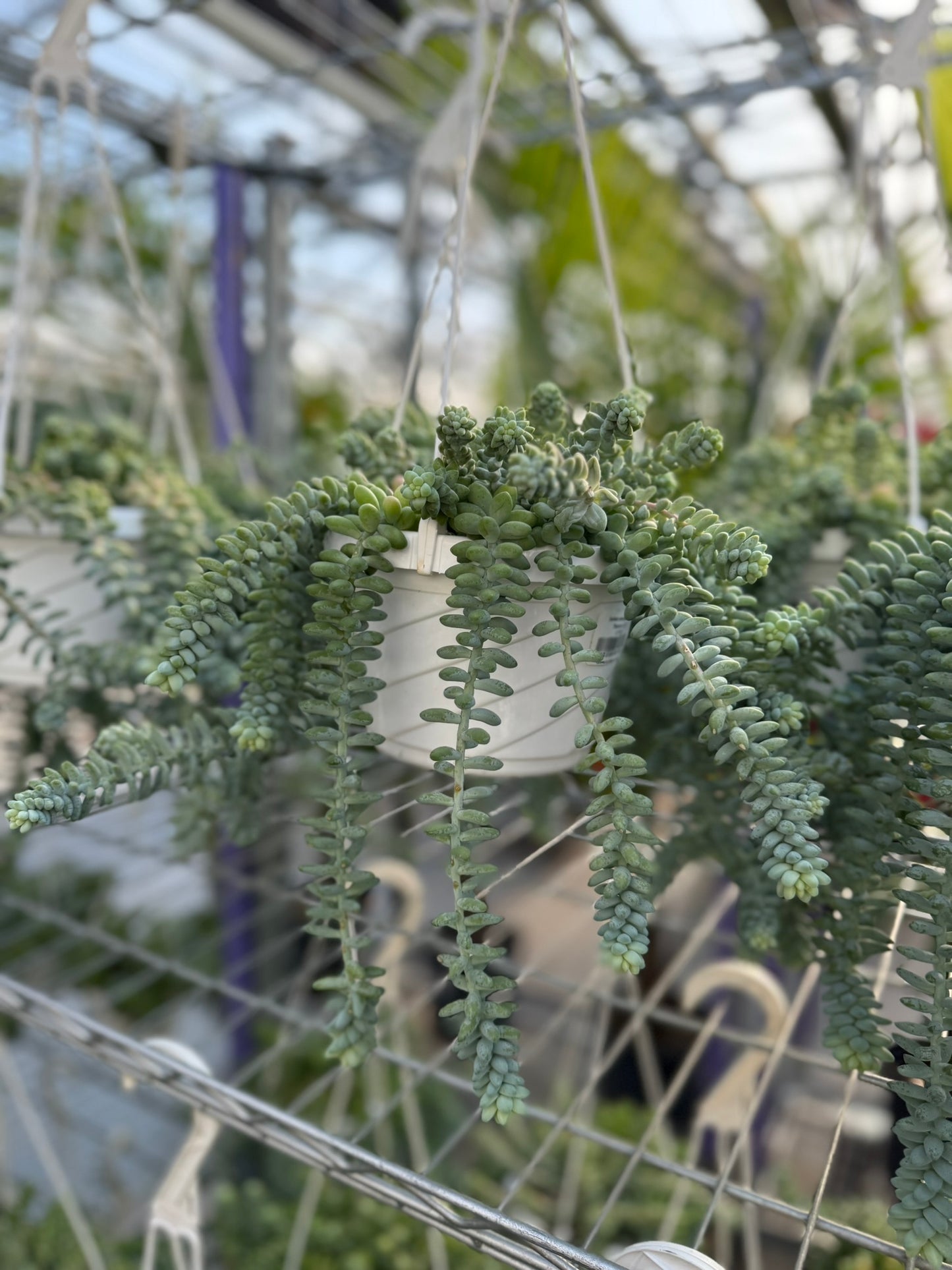 Tropicals Hanging Basket Bundle
