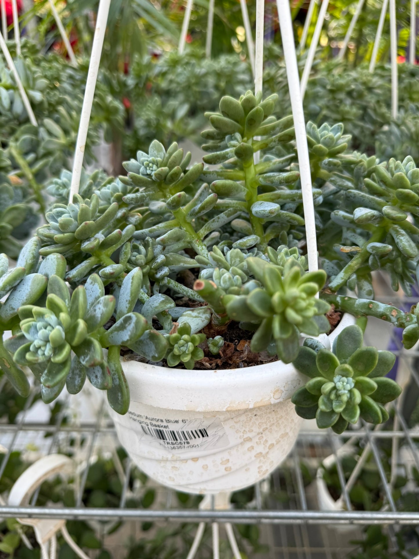 Tropicals Hanging Basket Bundle