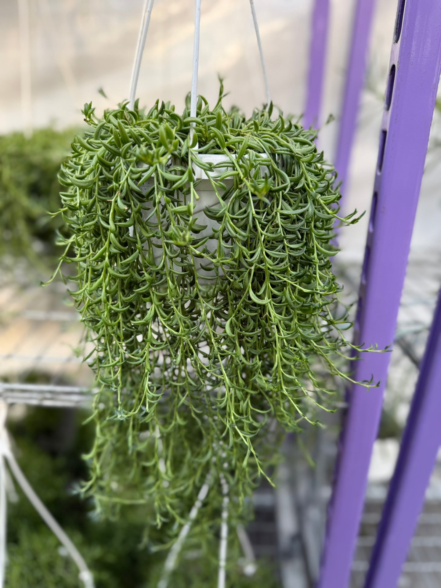 Tropicals Hanging Basket Bundle