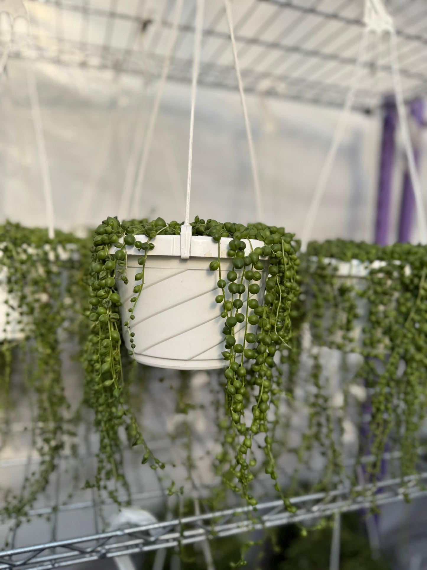 Tropicals Hanging Basket Bundle