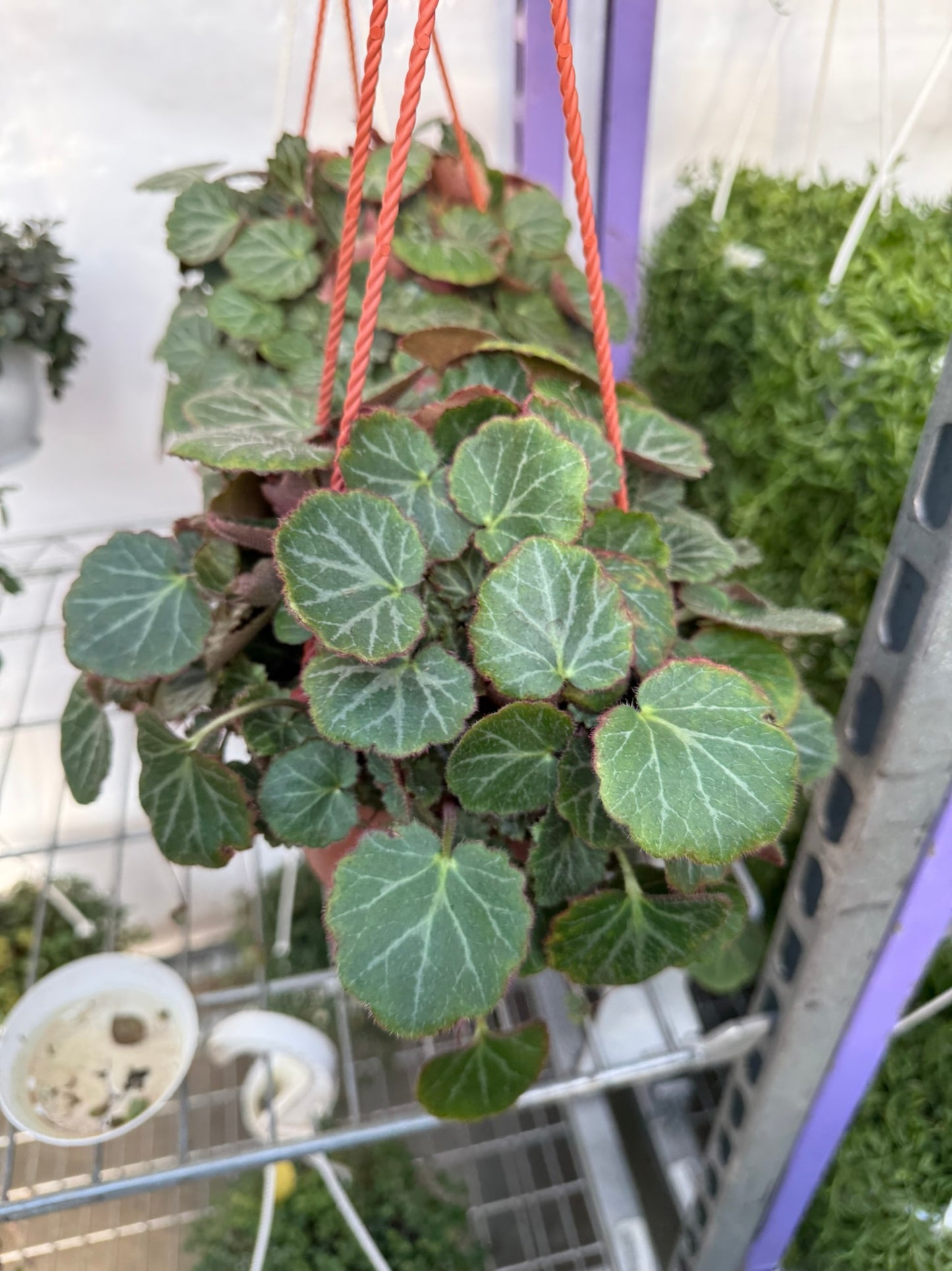Tropicals Hanging Basket Bundle