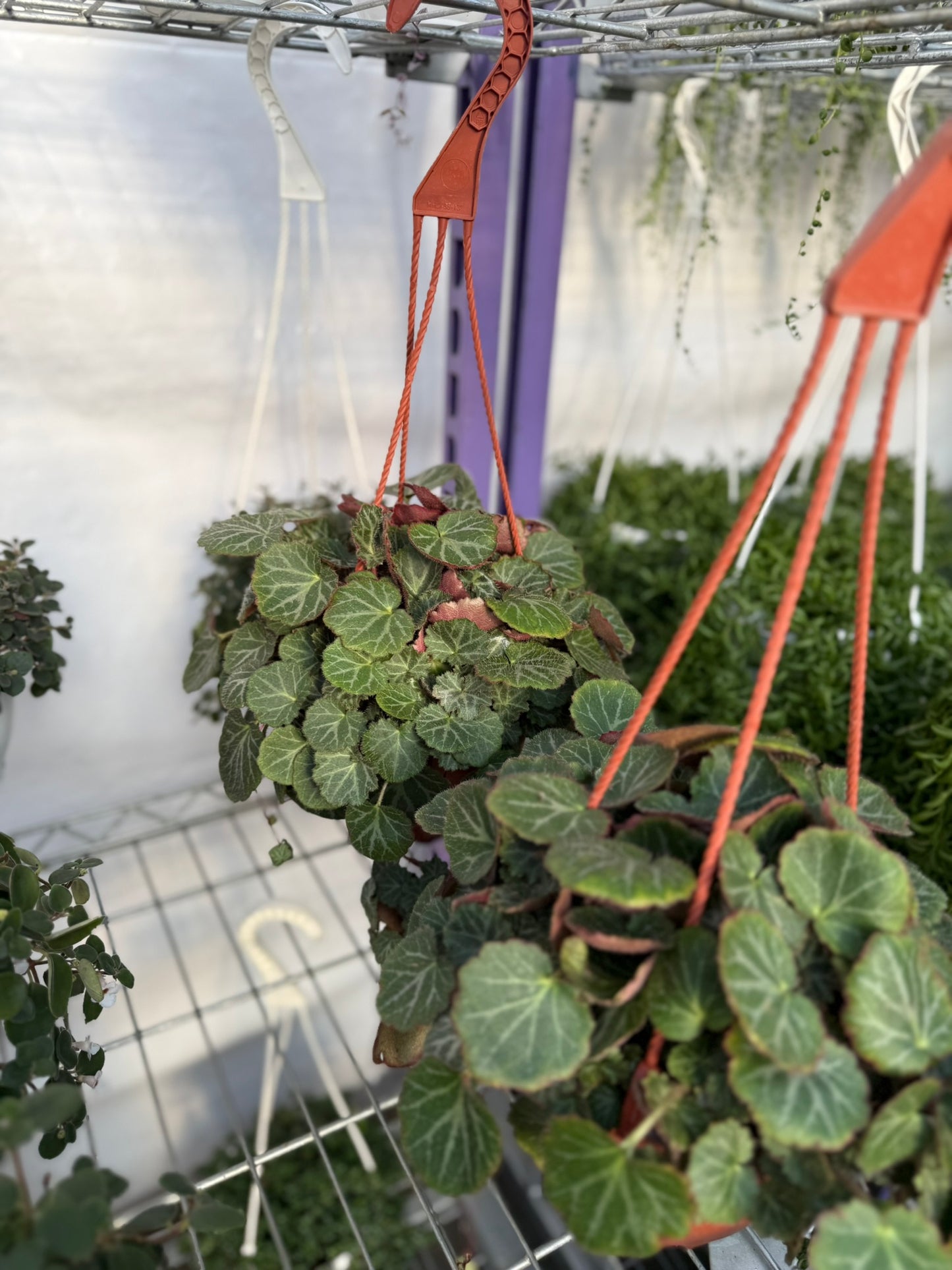 Tropicals Hanging Basket Bundle