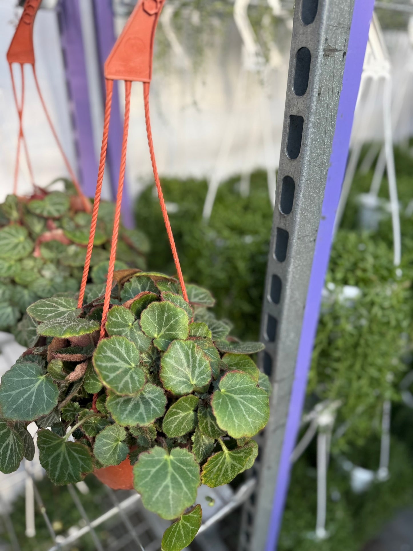 Tropicals Hanging Basket Bundle