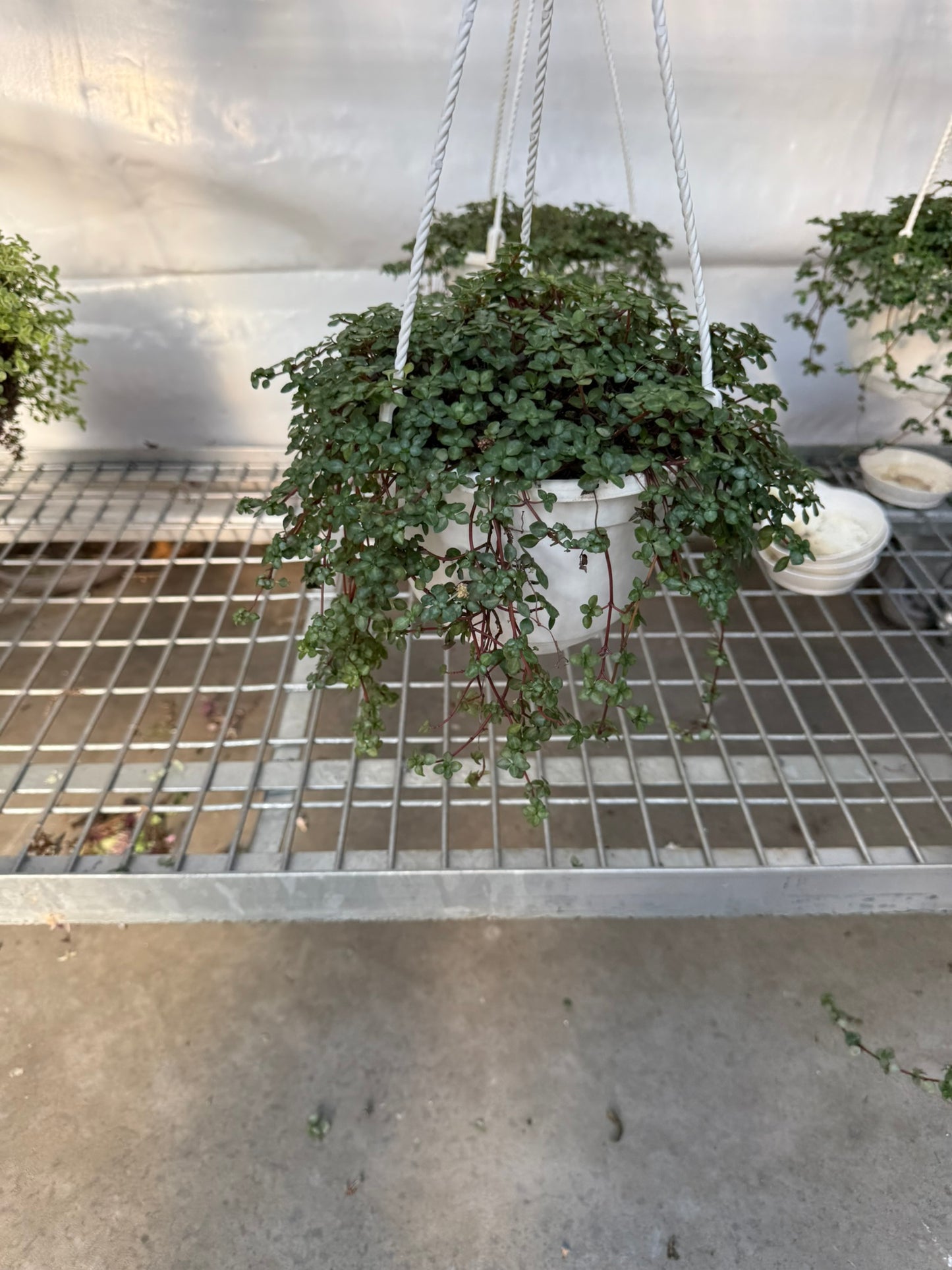 Tropicals Hanging Basket Bundle