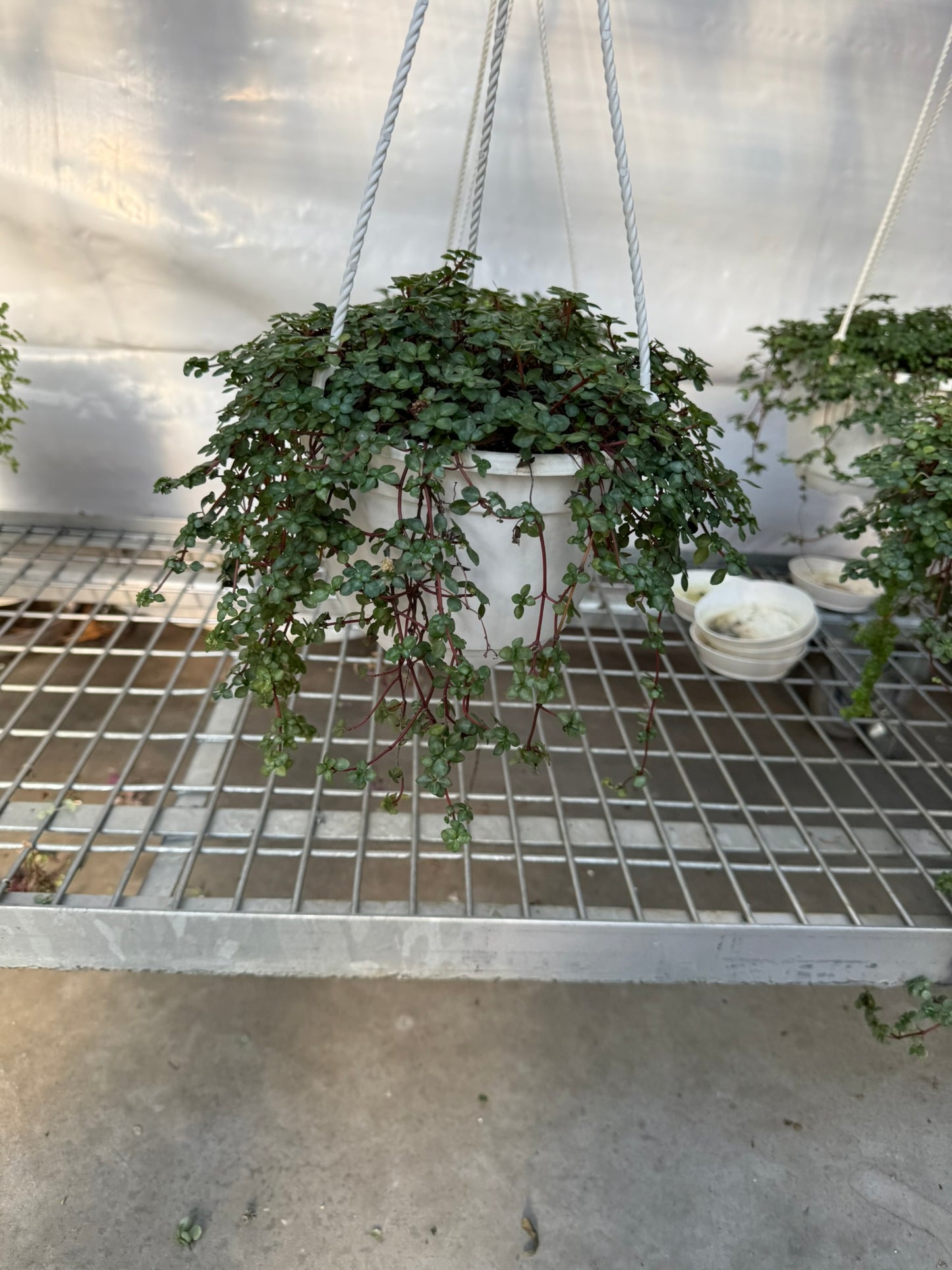 Tropicals Hanging Basket Bundle