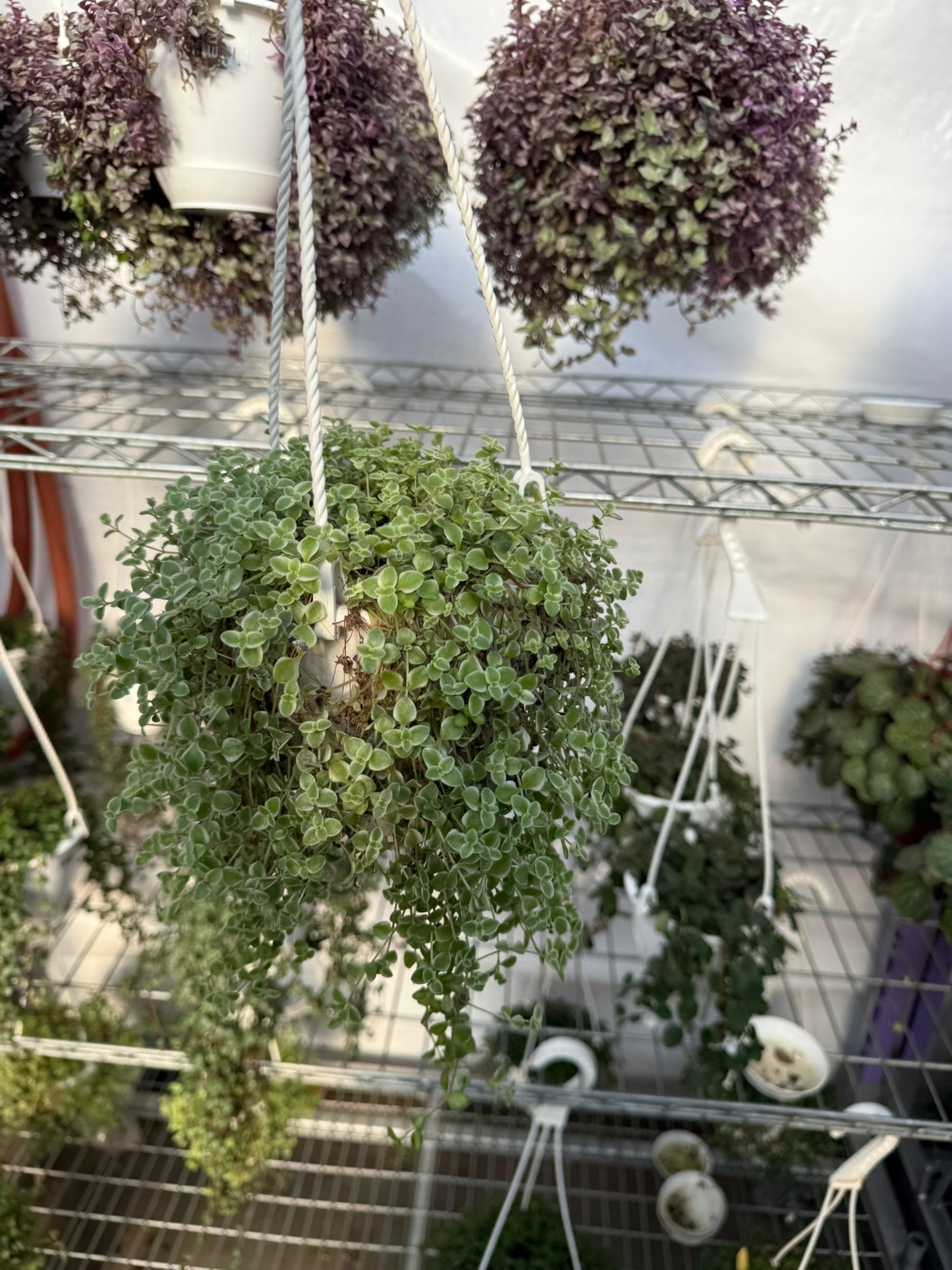 Tropicals Hanging Basket Bundle