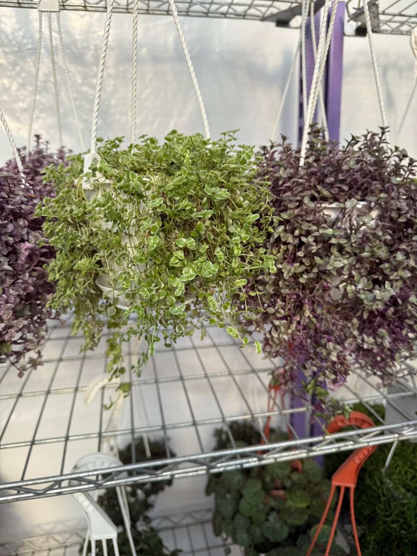Tropicals Hanging Basket Bundle