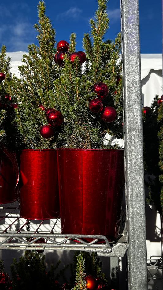 Picea glauca 'Conica' Decorated Red Pot 1 Gallon (Pack of 1)