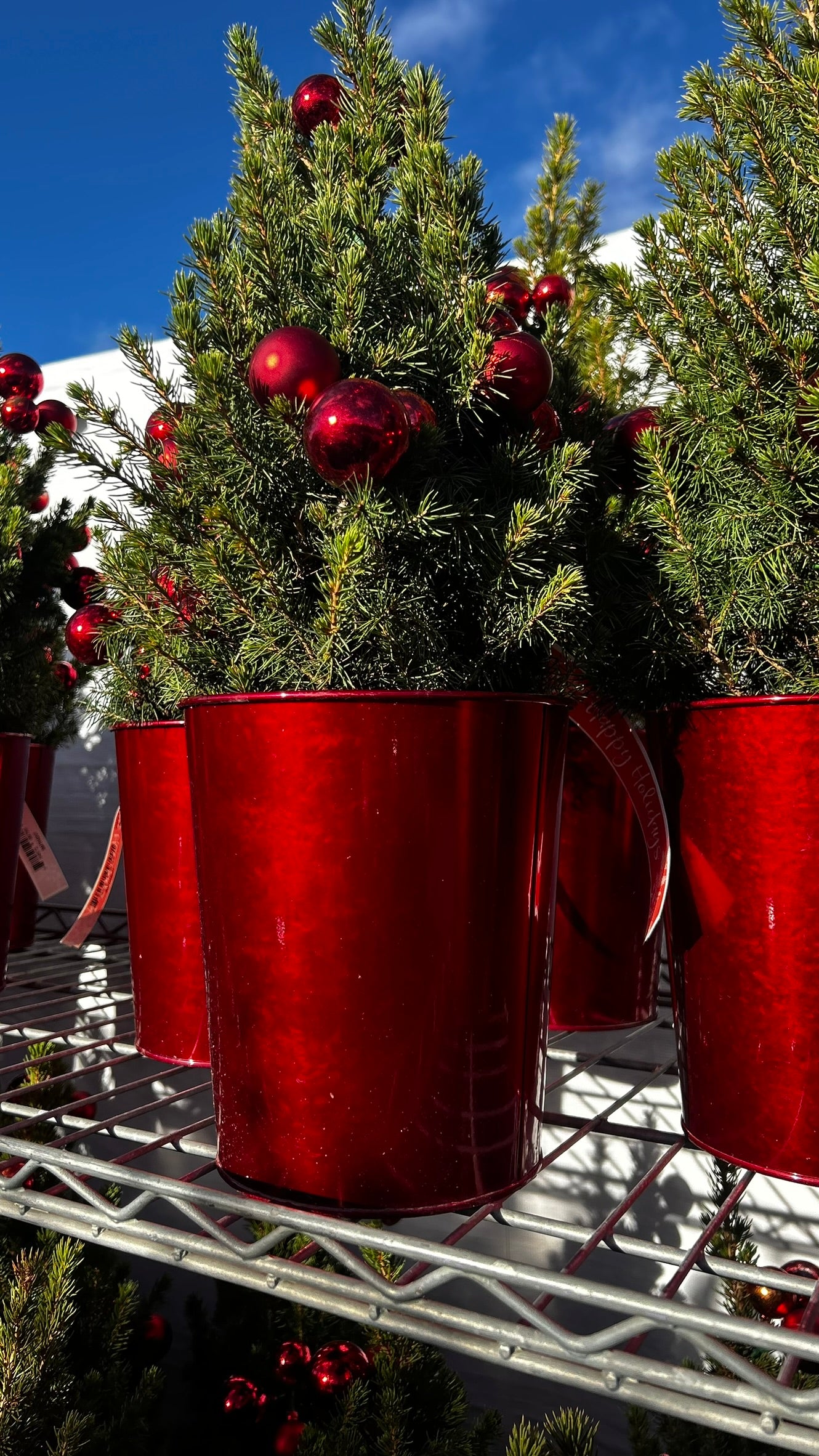 Picea glauca 'Conica' Decorated Red Pot 1 Gallon (Pack of 1)