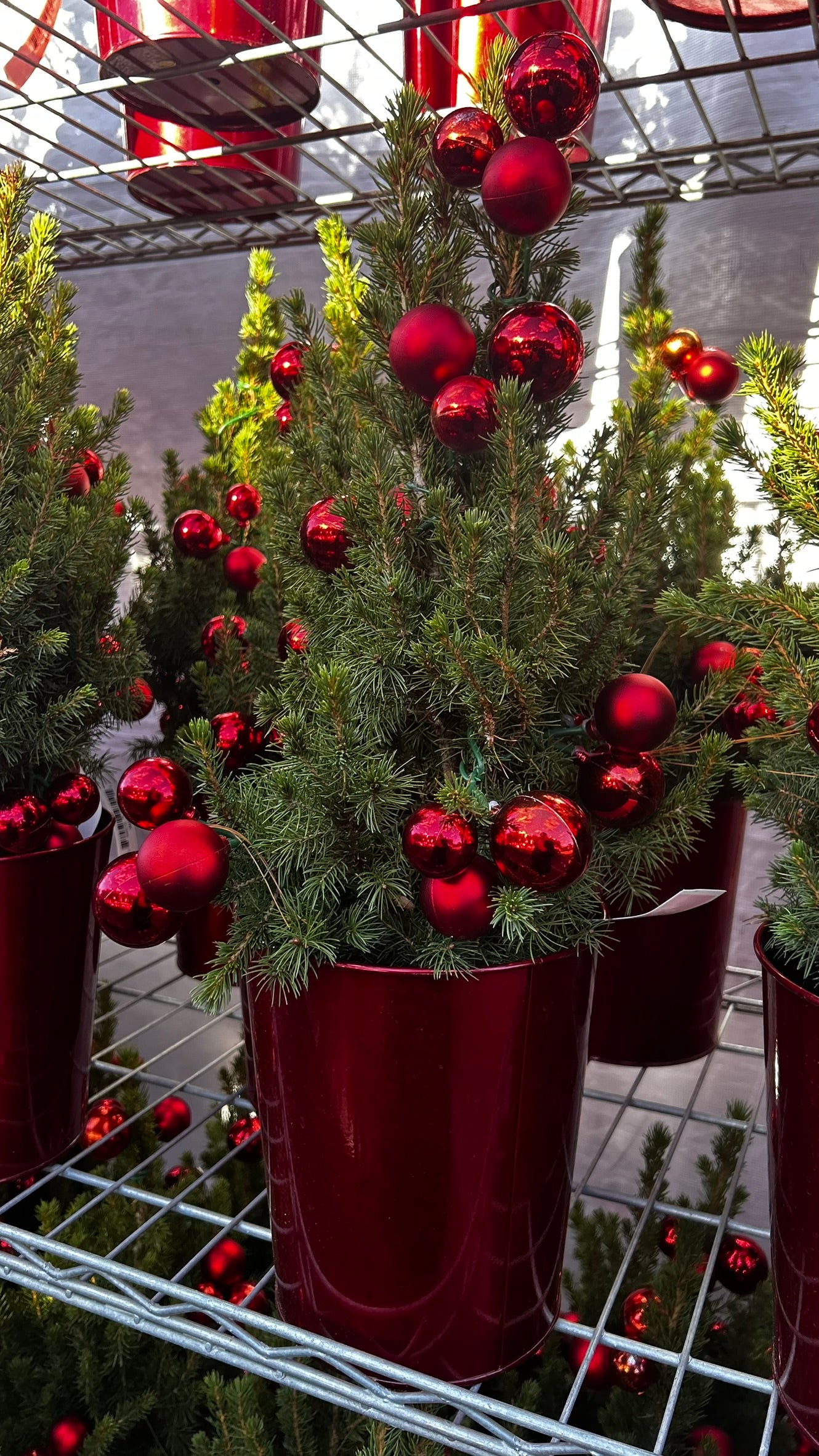 Picea glauca 'Conica' Decorated Red Pot 1 Gallon (Pack of 1)