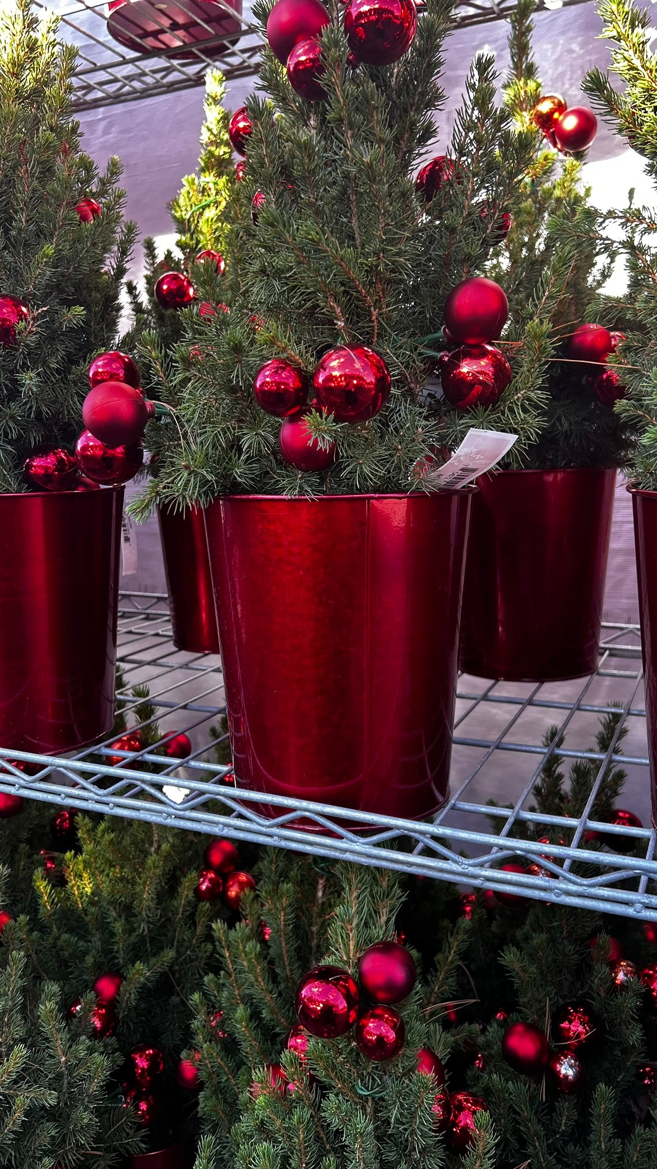 Picea glauca 'Conica' Decorated Red Pot 1 Gallon (Pack of 1)