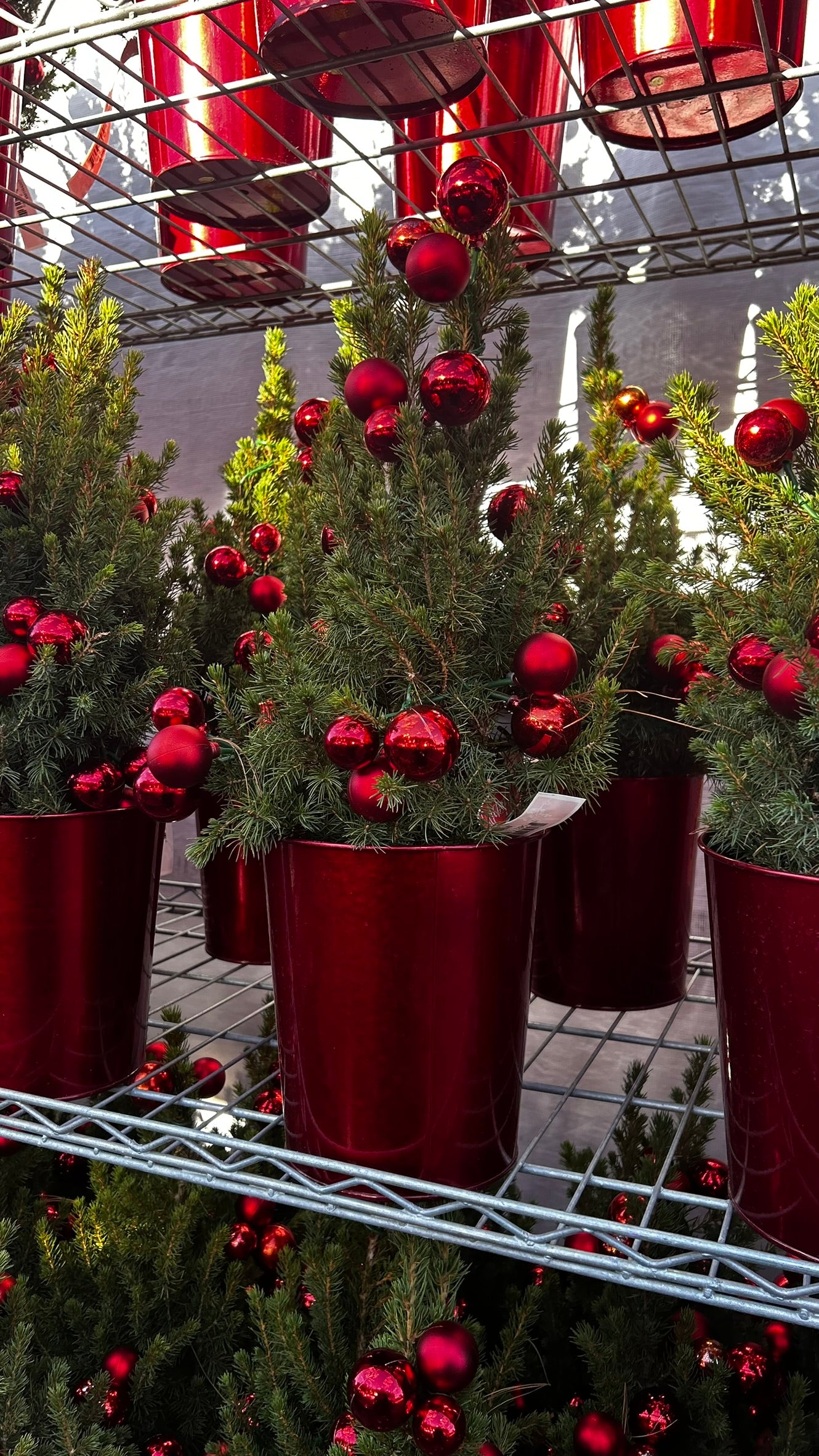 Picea glauca 'Conica' Decorated Red Pot 1 Gallon (Pack of 1)